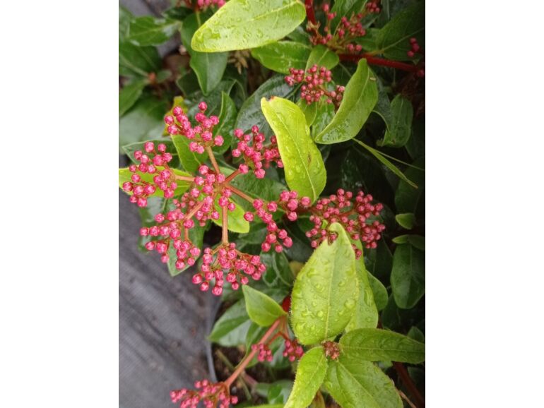 Kalina wawrzynowata 'Gwenllian' (Viburnum tinus) sadzonki w dobrej