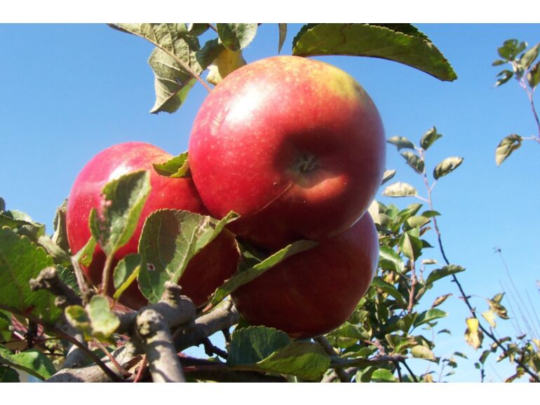 Jabłoń 'Delikates' (Malus domestica) - sadzonki w dobrej cenie | Szkółki Konieczko
