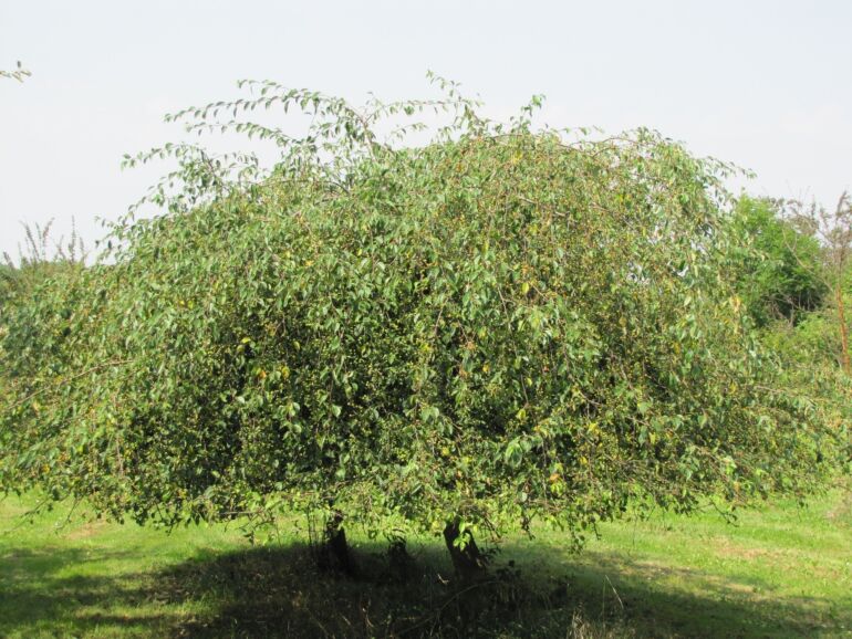 Jabłoń jagodowa 'Gracilis' (Malus baccata) sadzonki w dobrej cenie
