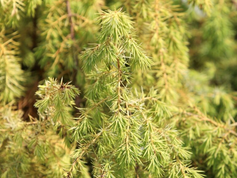 Jałowiec pospolity 'Kalebab' (Juniperus communis) sadzonki 3 sezony w