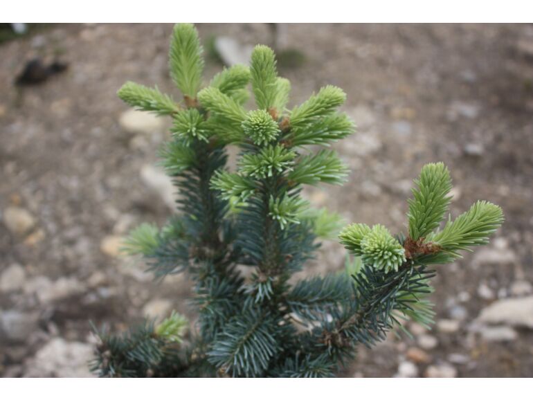 Jodła górska 'Schneider' (Abies lasiocarpa) Szkółki Konieczko