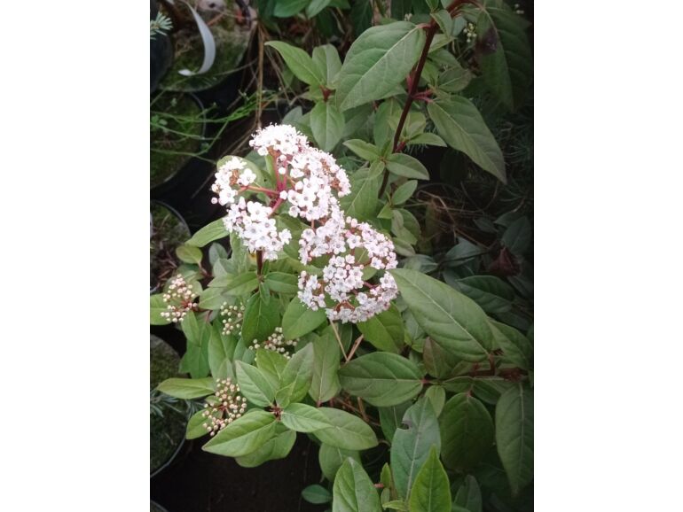 Kalina wawrzynowata (Viburnum tinus) sadzonki w dobrej cenie