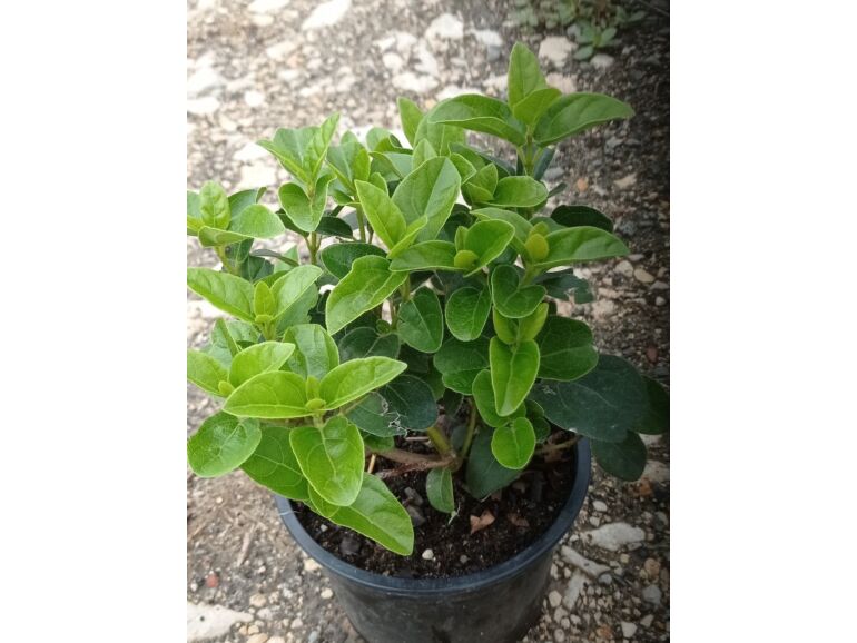 Kalina wawrzynowata 'Lisa Rose' (Viburnum tinus) sadzonki w dobrej