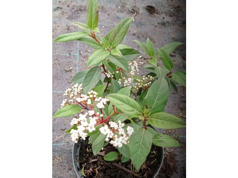 Kalina wawrzynowata 'Spirit' (Viburnum tinus) sadzonki w dobrej cenie