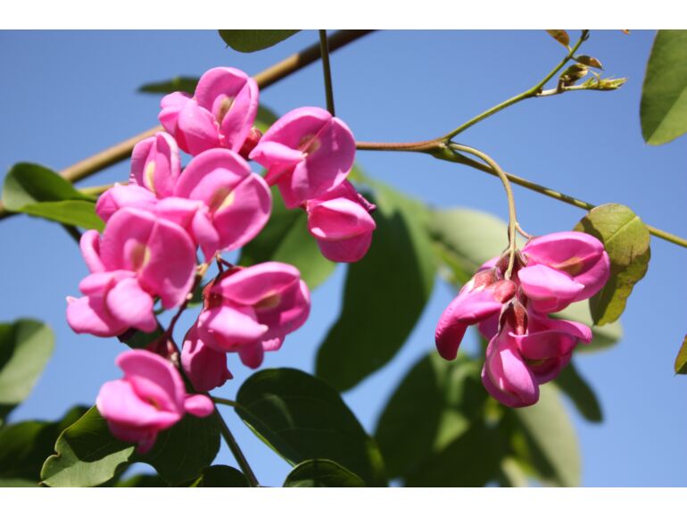 Robinia 'Purple Robe' (Robinia x ambigua) sadzonki w dobrej cenie Szkółki Konieczko