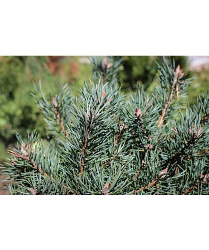 Sosna pospolita 'Martham' (łac. Pinus sylvestris)