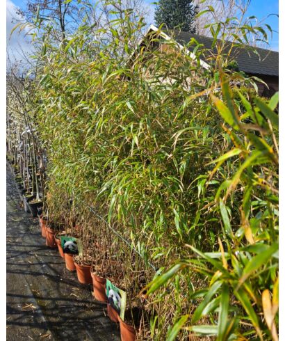 Fargesia rdzawa - Bambus mrozoodporny 