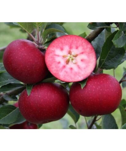 Jabłoń o czerwonym miąższu