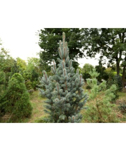 Świerk kłujący 'Blue Totem' (łac. Picea pungens)