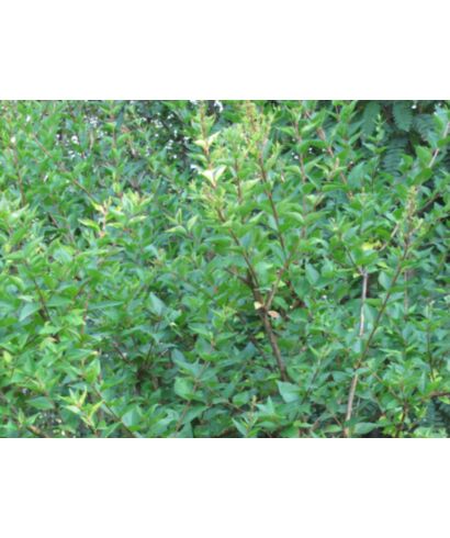 Abelia chińska (łac. Abelia chinensis)