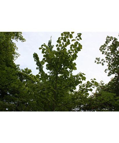 Klon nippoński (łac. Acer nipponicum)