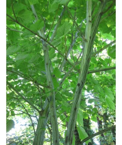 Klon zielonokory (łac. Acer tegmentosum)