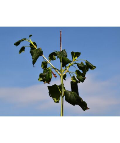 Klon zielonokory (łac. Acer tegmentosum)