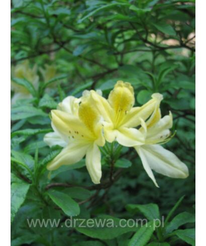 Azalia 'Comte de Quincy' (łac. Rhododendron)