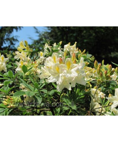 Azalia gandawska 'Daviesi' (łac. Rhododendron gandawense)