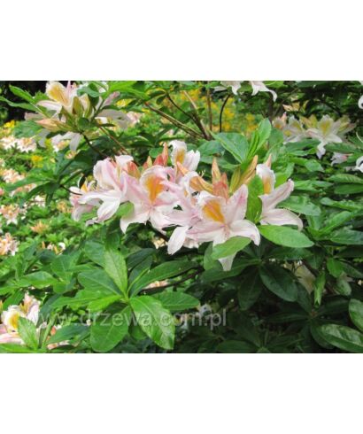 Azalia japońska 'Irene Koster' (łac. Rhododendron)