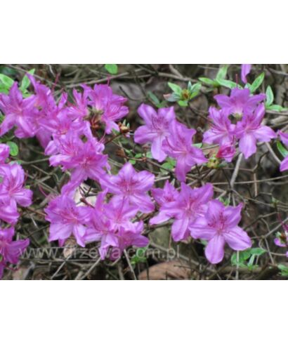 Azalia japońska 'Sazava' (łac. Rhododendron)