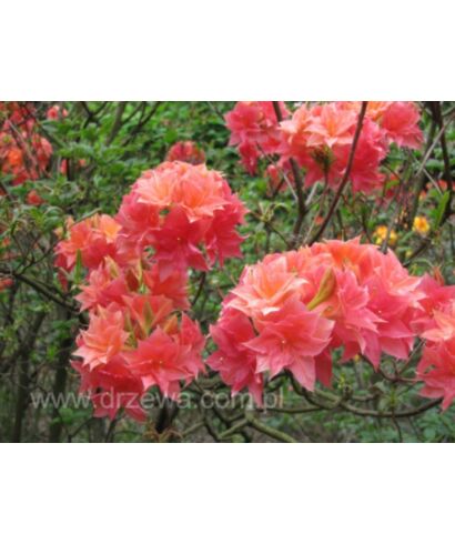 Azalia 'Norma' (łac. Rhododendron)