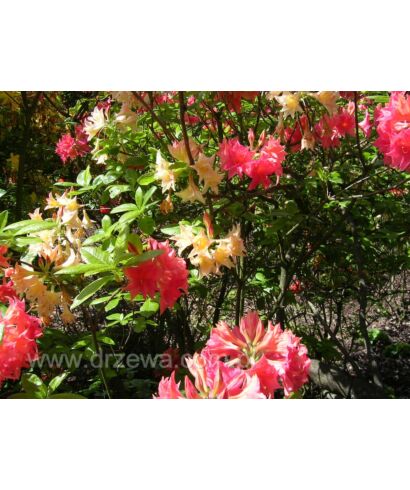 Azalia 'Phidias' (łac. Rhododendron)
