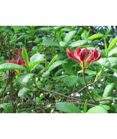 Azalia 'Tunis'  (łac. Rhododendron)