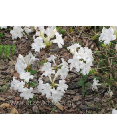 Azalia 'Whitethroat' (łac. Rhododendron)
