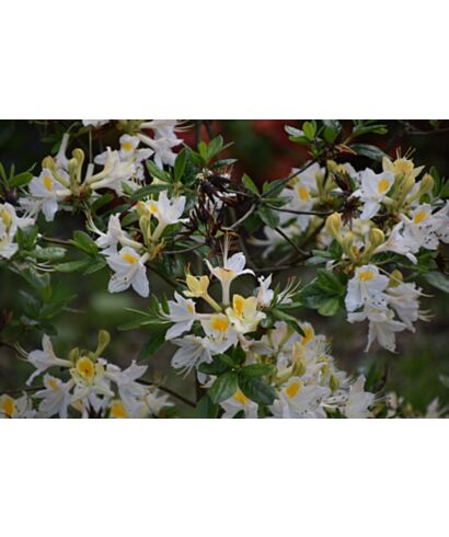Azalia 'Umpqua Queen' (łac. Rhododendron)