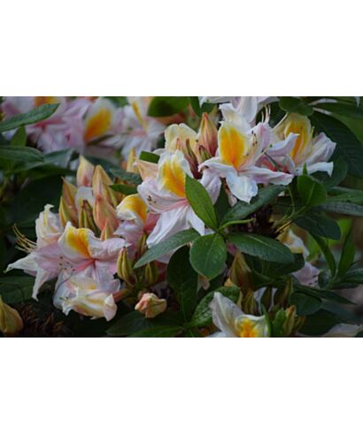 Azalia 'Umpqua Queen' (łac. Rhododendron)