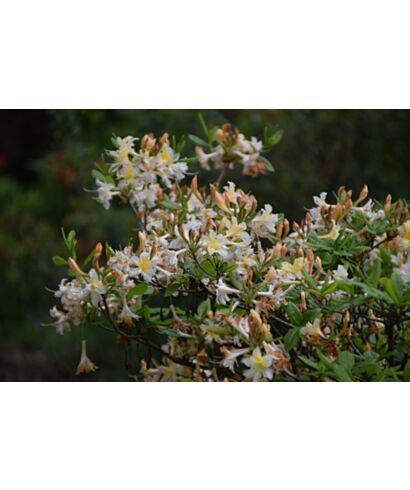Azalia 'Balzac' (łac. Rhododendron)