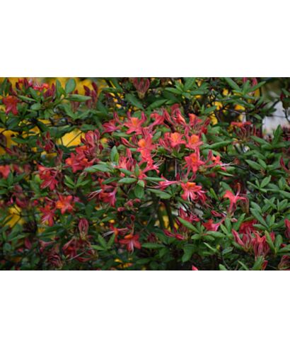 Azalia 'Whitethroat' (łac. Rhododendron)