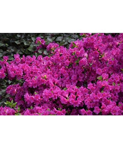Azalia japońska 'Krystyna' (łac. Rhododendron)