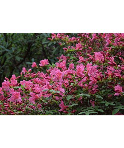 Azalia japońska 'Krystyna' (łac. Rhododendron)