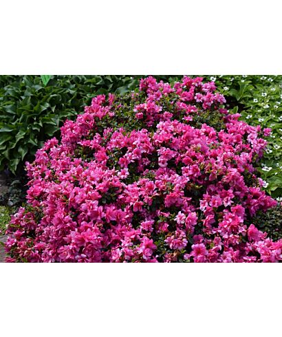 Azalia japońska 'Melina' (łac. Rhododendron)