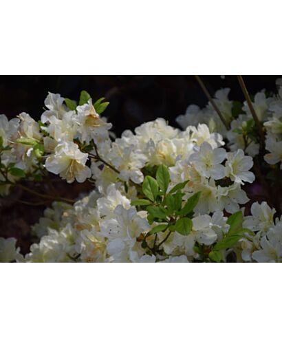 Azalia japońska 'Anne Frank' (łac. Rhododendron)