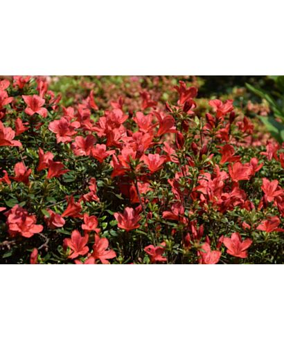 Azalia japońska 'Anne Frank' (łac. Rhododendron)