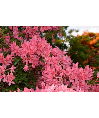Azalia 'Tunis'  (łac. Rhododendron)