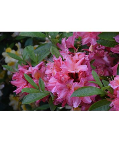 Różanecznik 'Pink Delight' (łac. Rhododendron)