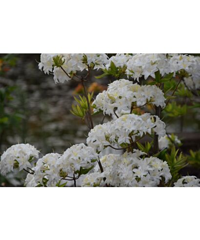 Różanecznik 'Golden Eagle' (łac. Rhododendron)
