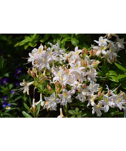 Azalia 'Balzac' (łac. Rhododendron)