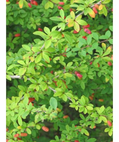 Berberys gęstokwiatowy (łac. Berberis densiflora)