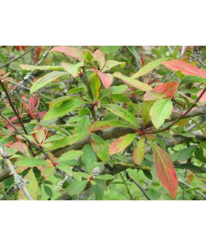 Berberys zielonkawy (łac. Berberis virescens)