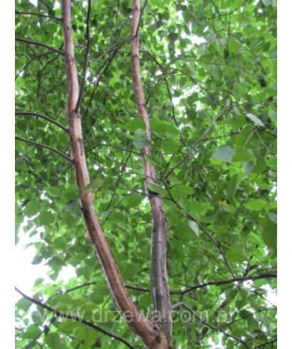 Brzoza chińska (łac. Betula chinensis)