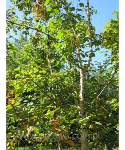 Brzoza szerokolistna odm. kamczacka (Brzoza japońska) (łac. Betula platyphylla)
