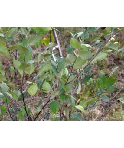 Brzoza nadrzeczna 'Dura Heat' (łac. Betula nigra)
