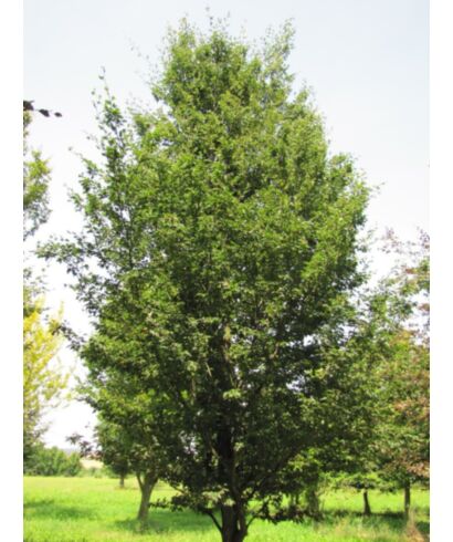 Buk zwyczajny 'Quercifolia' (łac. Fagus sylvatica)