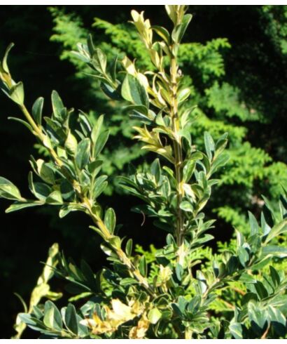 Bukszpan wieczniezielony 'Aurea' (łac. Buxus sempervirens)