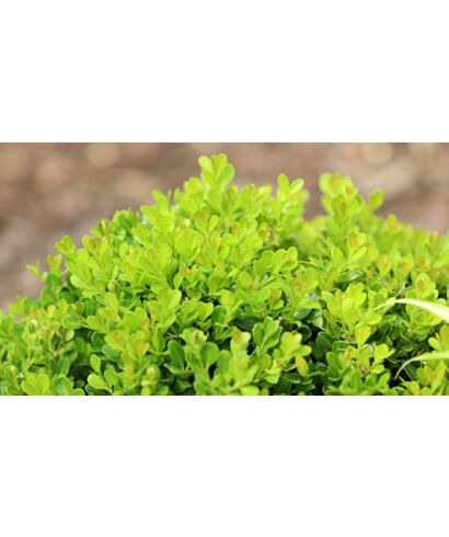 Bukszpan drobnolistny odm. japońska 'Green Beauty'