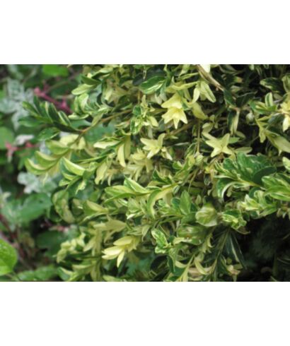 Bukszpan wieczniezielony 'Aurea Pendula' (łac. Buxus sempervirens)