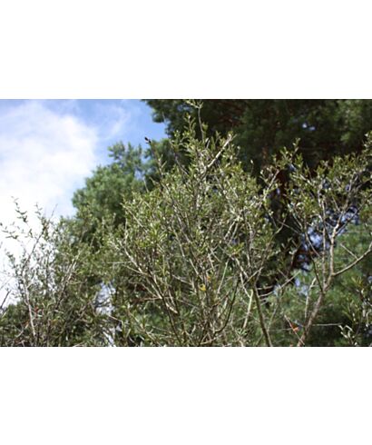 Cercocarpus ledifolius (Góry mahoń) (łac. Cercocarpus ledifolius)