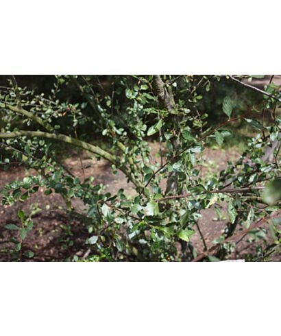 Cercocarpus montanus (Góry mahoń) (łac. Cercocarpus montanus)