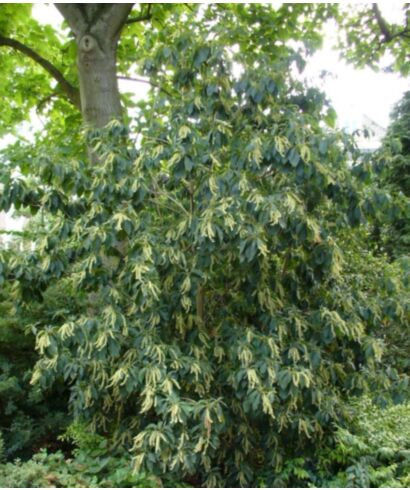 Drzewo konwaliowe (Clethra arborea) (łac. Clethra arborea)